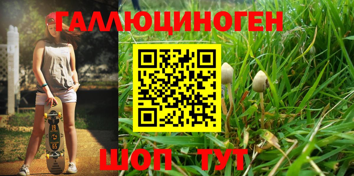 где купить   Вход с VPN  Галлюциногенные грибы Cubensis  Новоалександровск  Галлюциногенные грибы Psilocybe 